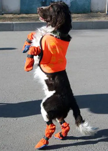 Sapatinhos Caninos - imagem 4