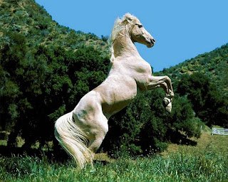 ABATE DE CAVALOS, DIGA NÃO!!! - imagem 4