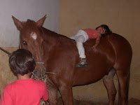 ABATE DE CAVALOS, DIGA NÃO!!! - imagem 6