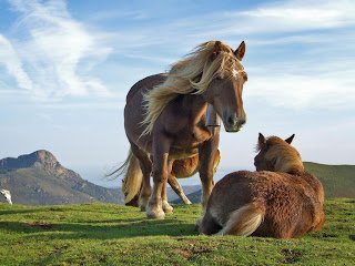 ABATE DE CAVALOS, DIGA NÃO!!! - imagem 8