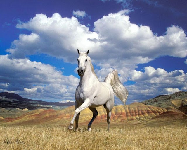 ABATE DE CAVALOS, DIGA NÃO!!! - imagem 13