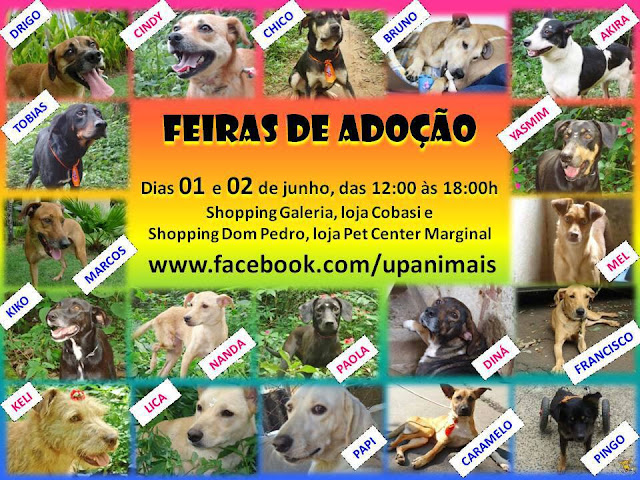 Adoção de Cães em São Paulo Neste Final de Semana
