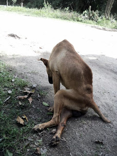 Animais com lesões recebem tratamento com células-tronco em SC