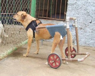 Animais com lesões recebem tratamento com células-tronco em SC - imagem 2