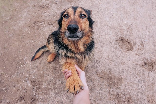 Você conhece a leishmaniose visceral canina?
