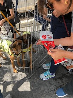 4ª edição do SRDay destinará 5% do faturamento da rede Petland para ONGs parceiras protetoras de animais - imagem 2