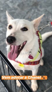 4ª edição do SRDay destinará 5% do faturamento da rede Petland para ONGs parceiras protetoras de animais - imagem 3