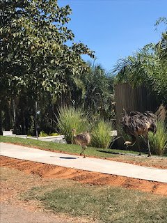Ilustres moradoras, emas encantam em residencial de Goiânia - imagem 2