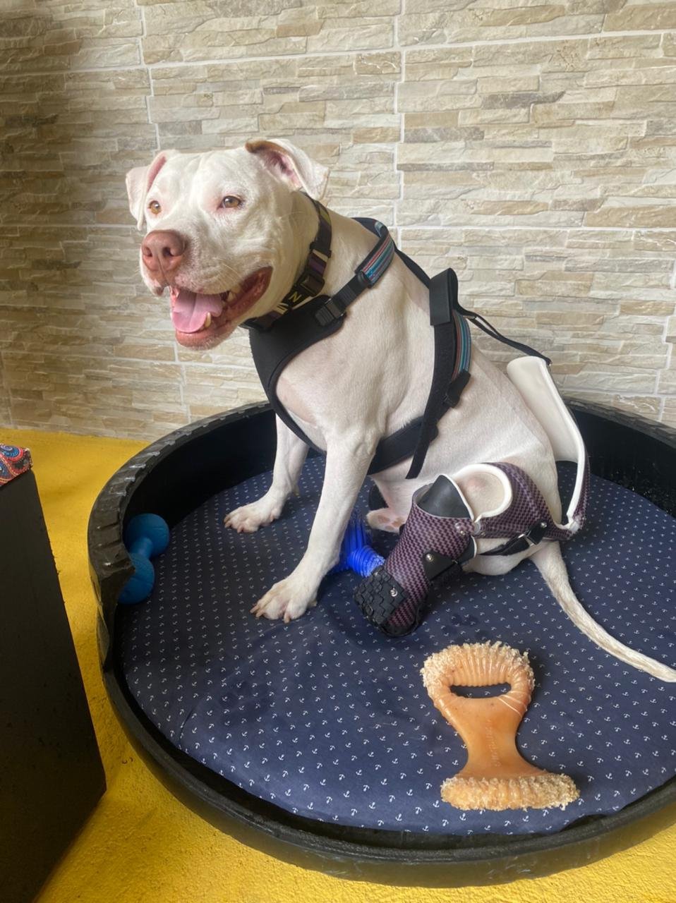 Cão Sansão volta a andar graças a prótese doada pela Patas Para você