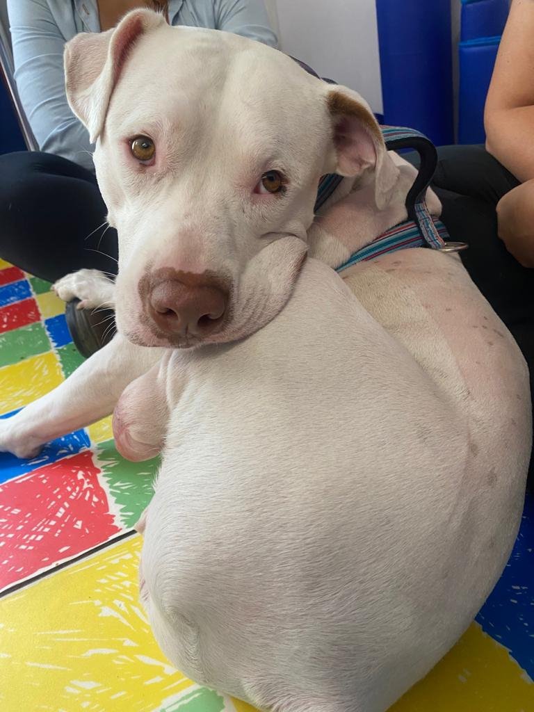 Cão Sansão volta a andar graças a prótese doada pela Patas Para você - imagem 2
