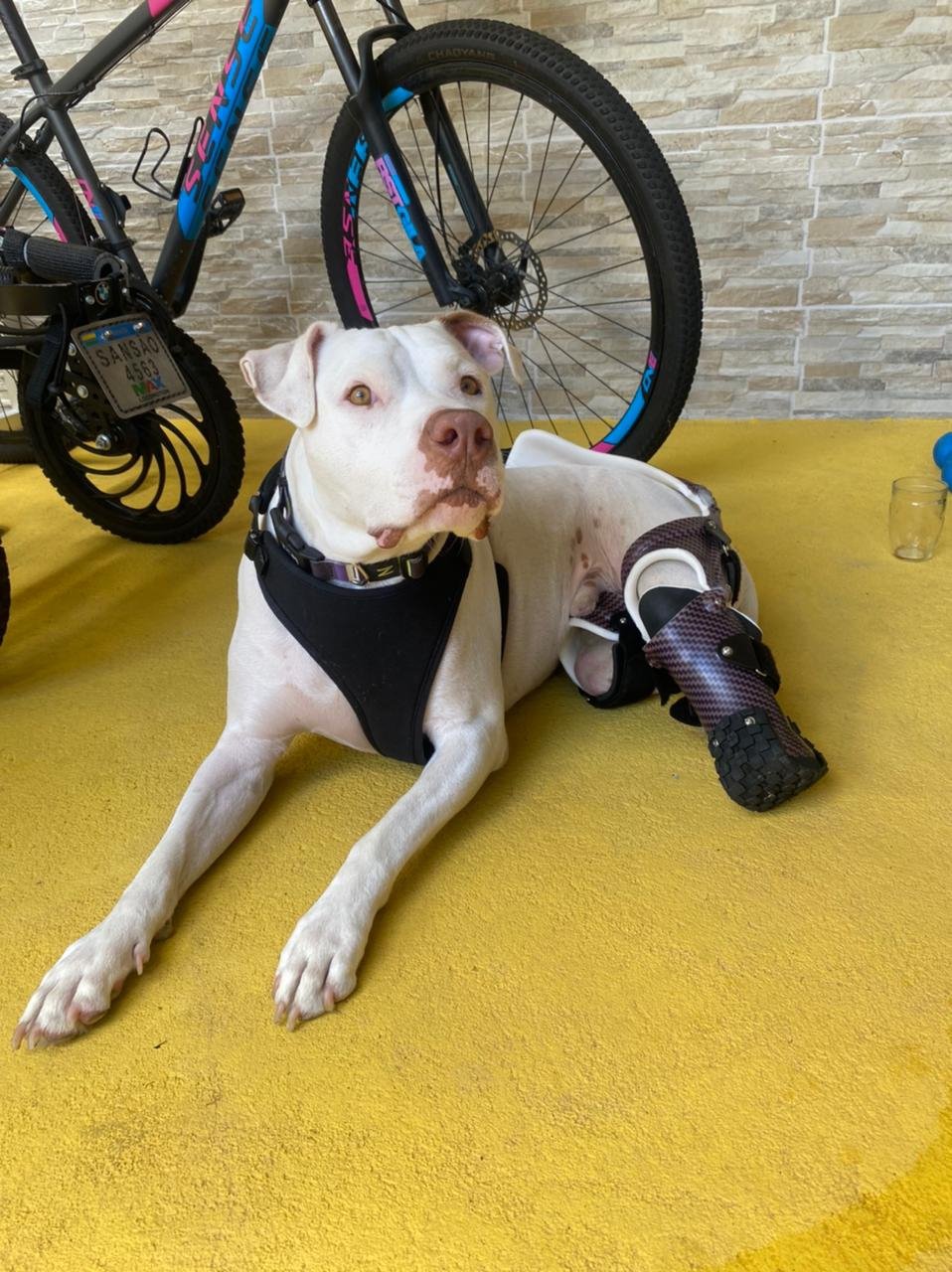 Cão Sansão volta a andar graças a prótese doada pela Patas Para você - imagem 3