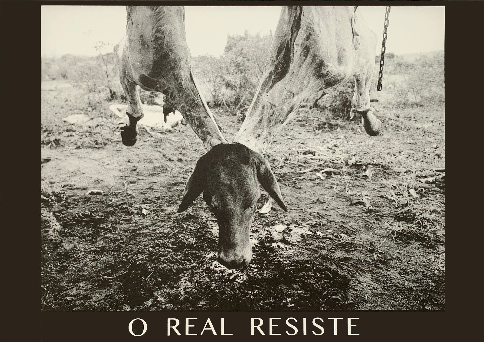 O REAL RESISTE