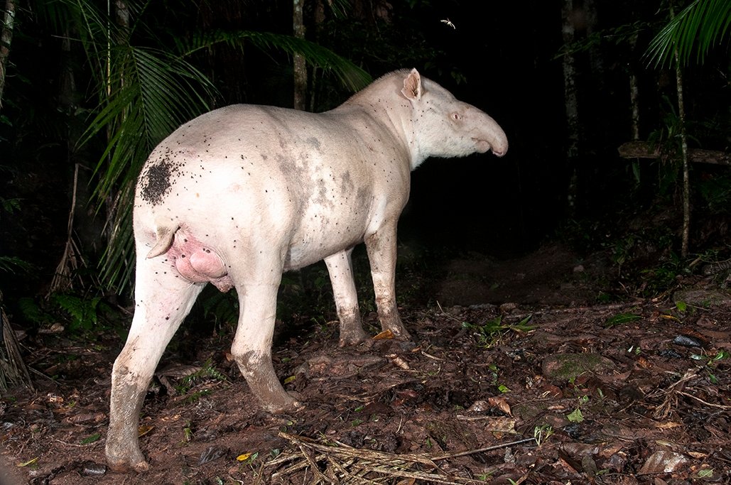 Casal de antas formado com um albino é flagrado no Legado das Águas