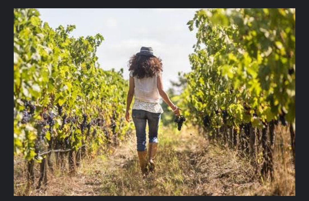 Vinícola Julia Kemper Wines lança novos vinhos no Brasil