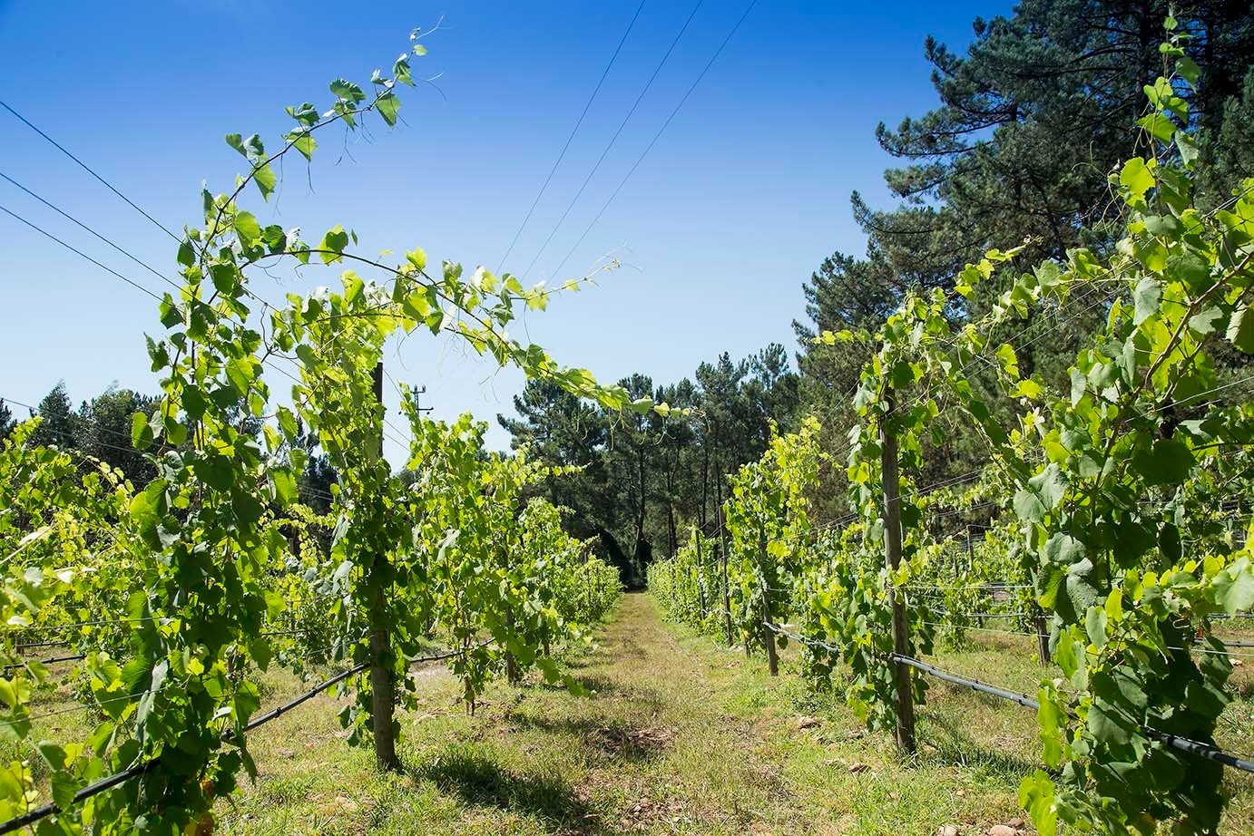 Região dos Vinhos Verdes: conheça a história e gastronomia - imagem 2