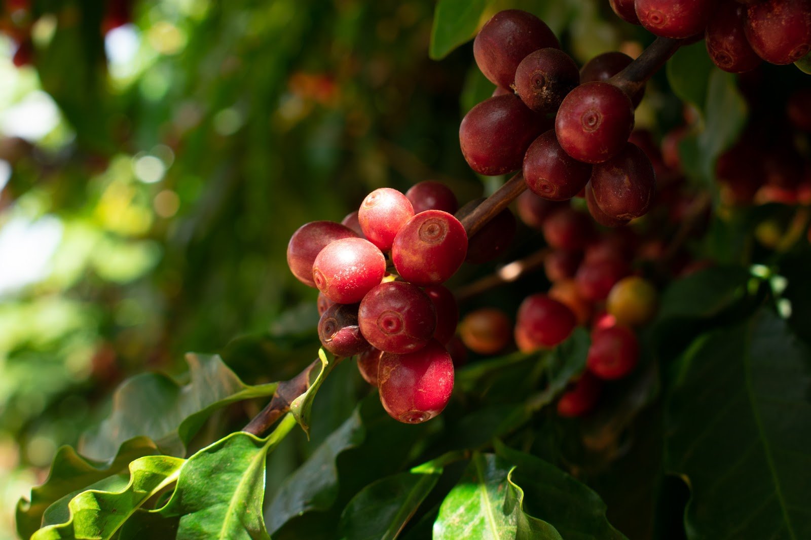 Santa Monica comemora Dia Nacional do Café com crescimento na colheita, em vendas e nas exportações