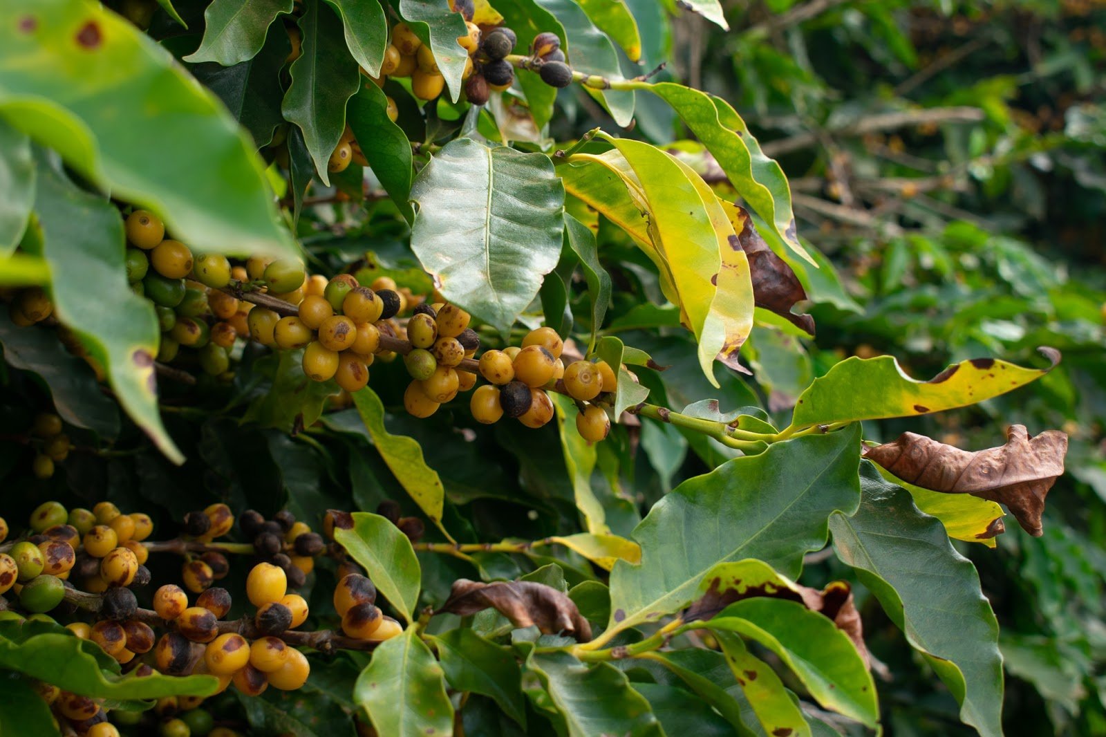 Santa Monica comemora Dia Nacional do Café com crescimento na colheita, em vendas e nas exportações - imagem 4