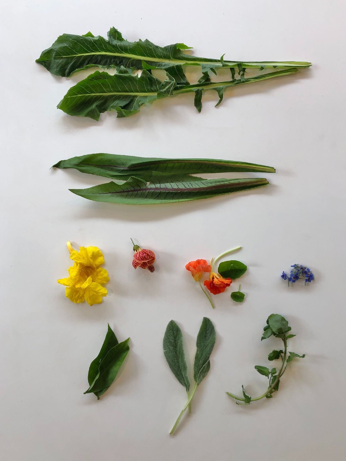 Você sabe o que é PANC? Aprenda como diversificar sua alimentação no dia a dia