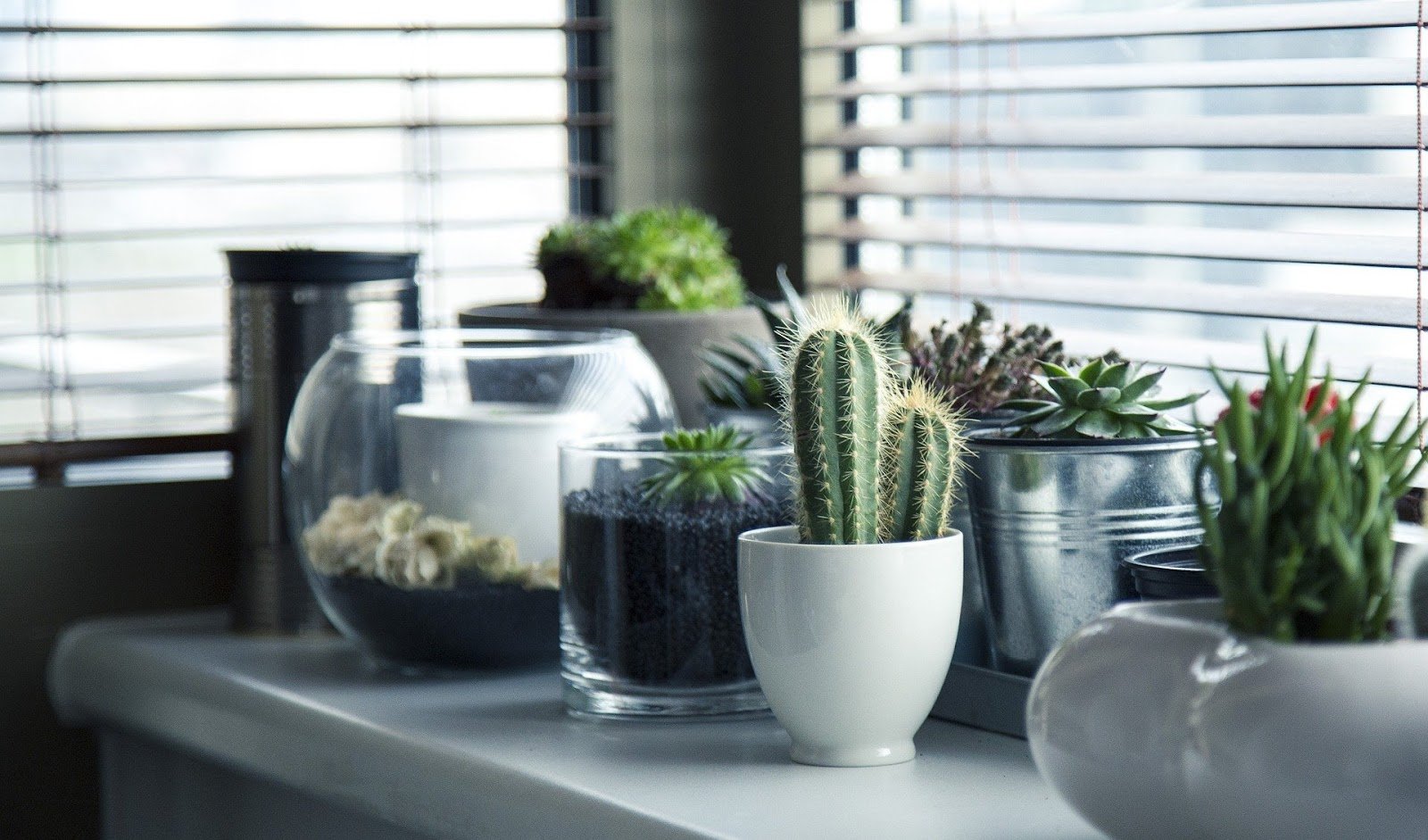 Cactos: como plantar e cuidar?