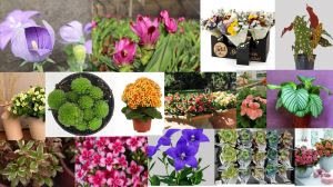 22º Veiling Market apresenta novidades em plantas e novos projetos para os produtores