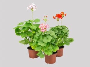 22º Veiling Market apresenta novidades em plantas e novos projetos para os produtores - imagem 3