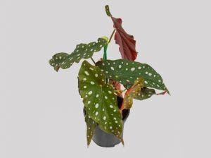 22º Veiling Market apresenta novidades em plantas e novos projetos para os produtores - imagem 4