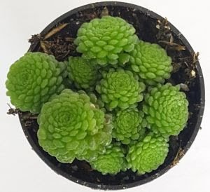 22º Veiling Market apresenta novidades em plantas e novos projetos para os produtores - imagem 5