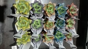 22º Veiling Market apresenta novidades em plantas e novos projetos para os produtores - imagem 8