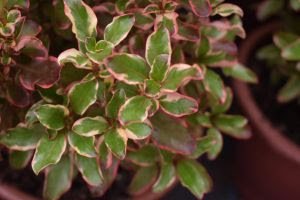 22º Veiling Market apresenta novidades em plantas e novos projetos para os produtores - imagem 9