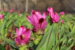 22º Veiling Market apresenta novidades em plantas e novos projetos para os produtores - imagem 10