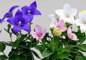 22º Veiling Market apresenta novidades em plantas e novos projetos para os produtores - imagem 11