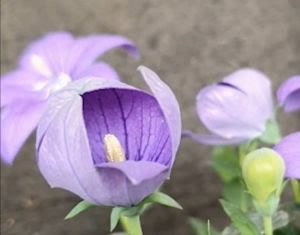 22º Veiling Market apresenta novidades em plantas e novos projetos para os produtores - imagem 12