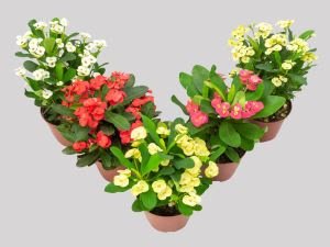 22º Veiling Market apresenta novidades em plantas e novos projetos para os produtores - imagem 13