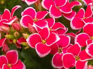 22º Veiling Market apresenta novidades em plantas e novos projetos para os produtores - imagem 14