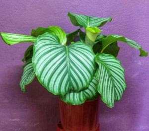 22º Veiling Market apresenta novidades em plantas e novos projetos para os produtores - imagem 15