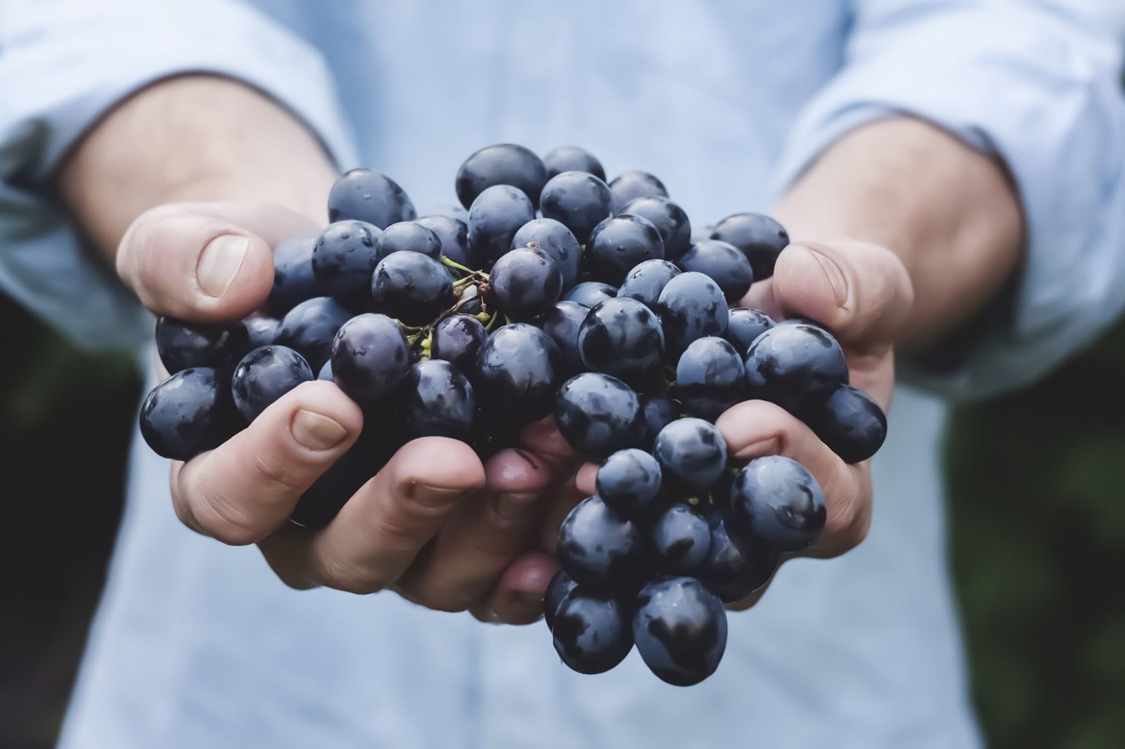 11 de novembro: Dia da Tempranillo