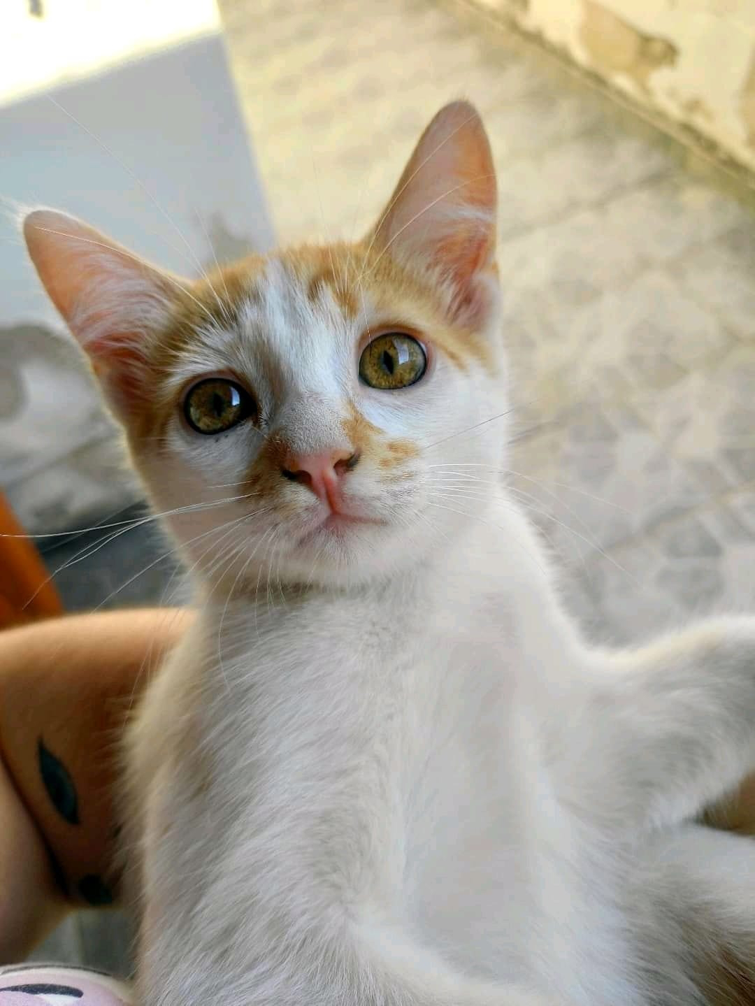 Adota Pet