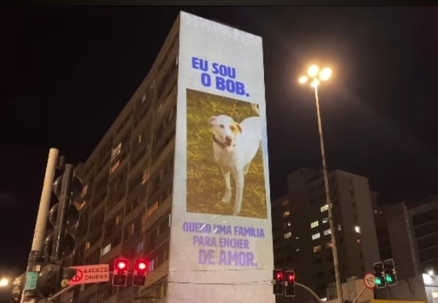 AMPARA Animal faz projeções de animais para adoção em prédio no centro de SP.