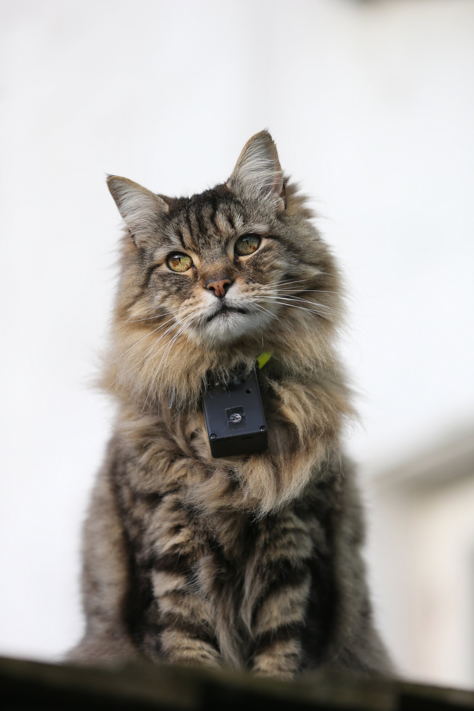 CNN Brasil apresenta ﻿“ Pets Extraordinários - Gatos: O Olhar dos Felinos” - imagem 3