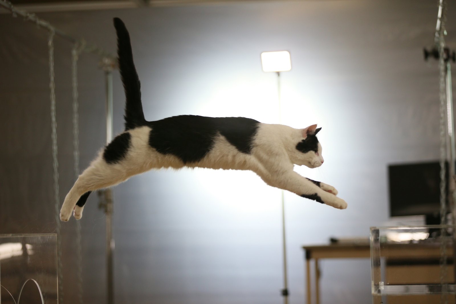 CNN Brasil apresenta ﻿“ Pets Extraordinários - Gatos: O Olhar dos Felinos” - imagem 4