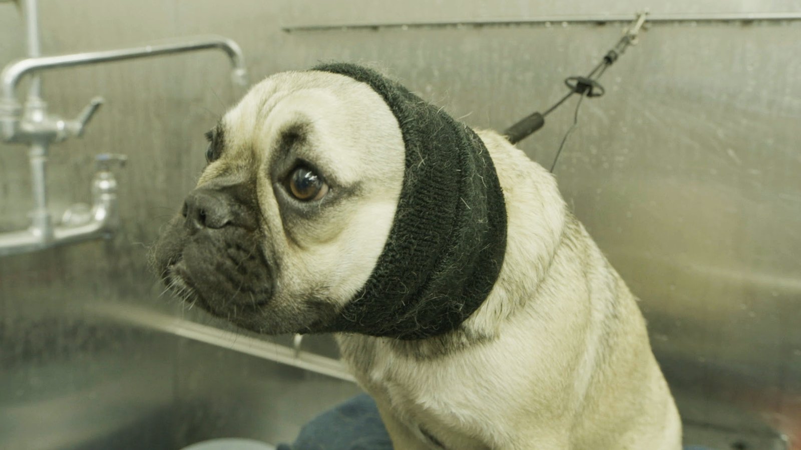 Conheça a adolescência dos cãesno programa Pets Extraordinários - imagem 2