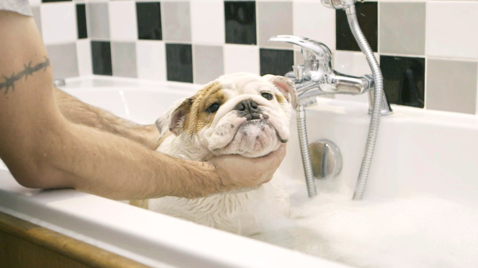 Conheça a adolescência dos cãesno programa Pets Extraordinários - imagem 3