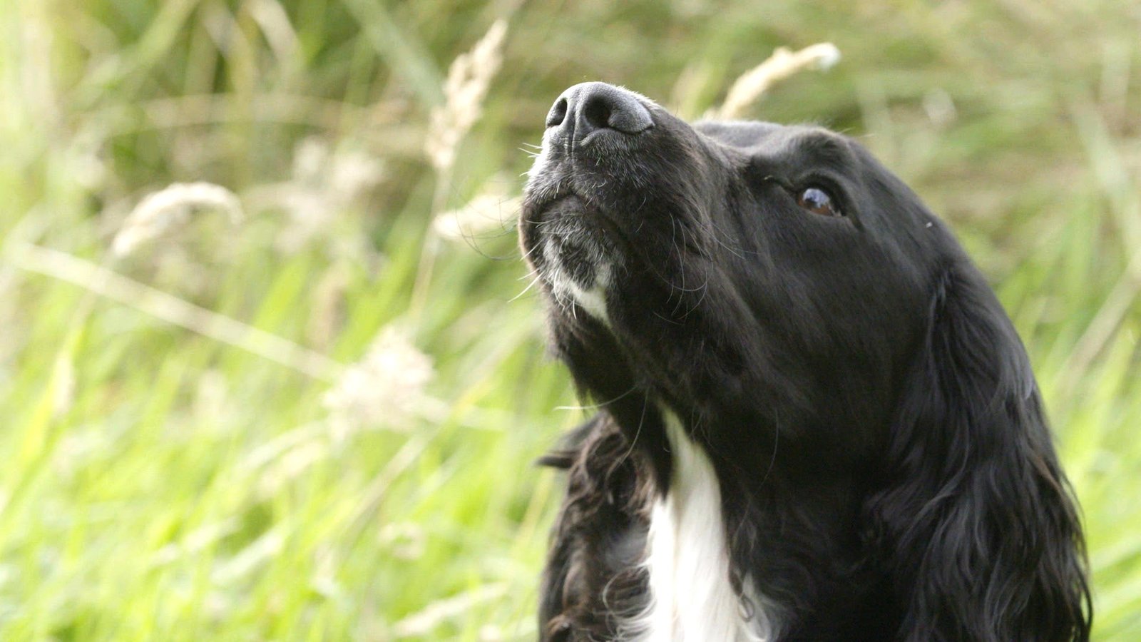 Conheça a adolescência dos cãesno programa Pets Extraordinários - imagem 4