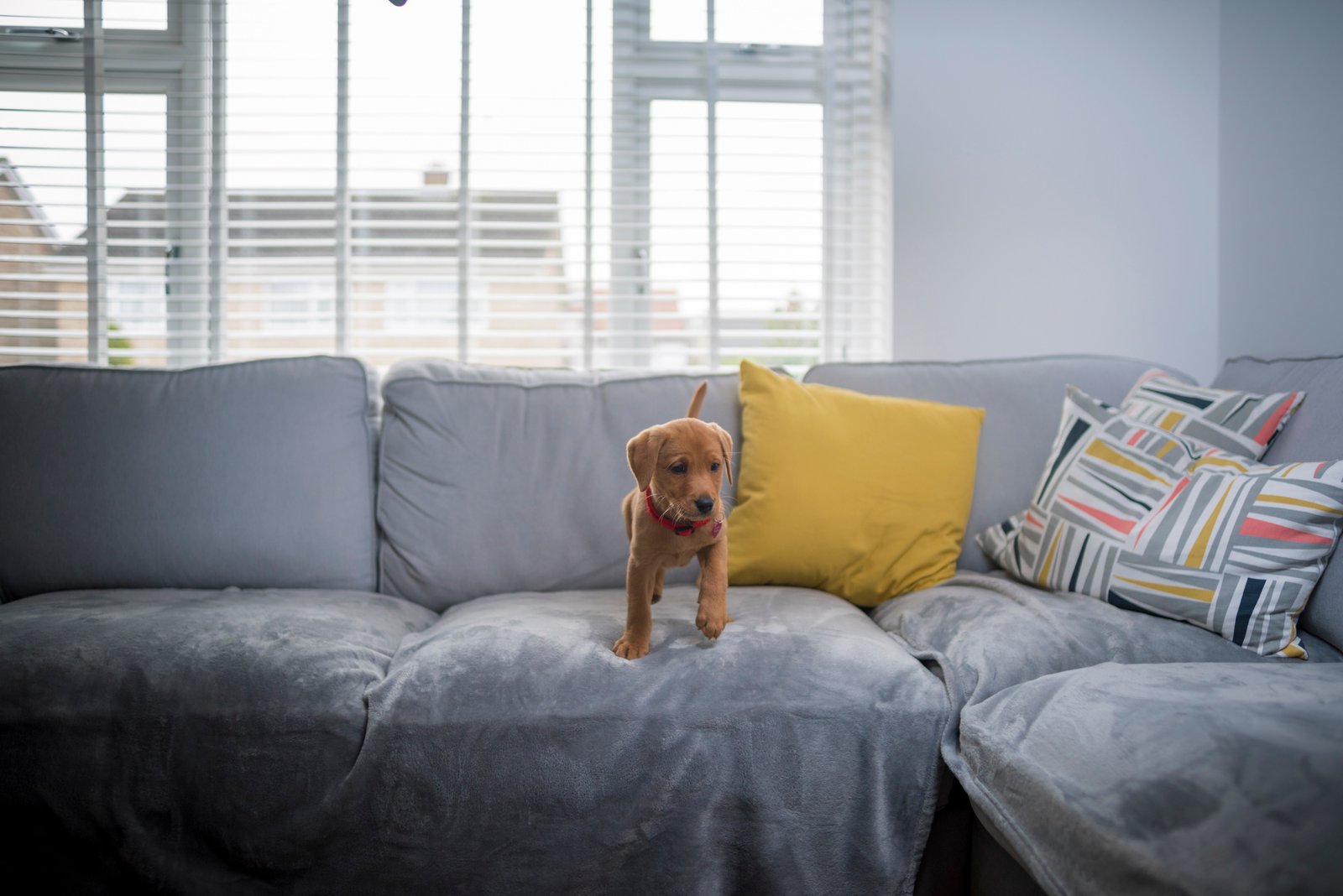 Tem filhote no“CNN Pets Extraordinários” deste sábado - imagem 2