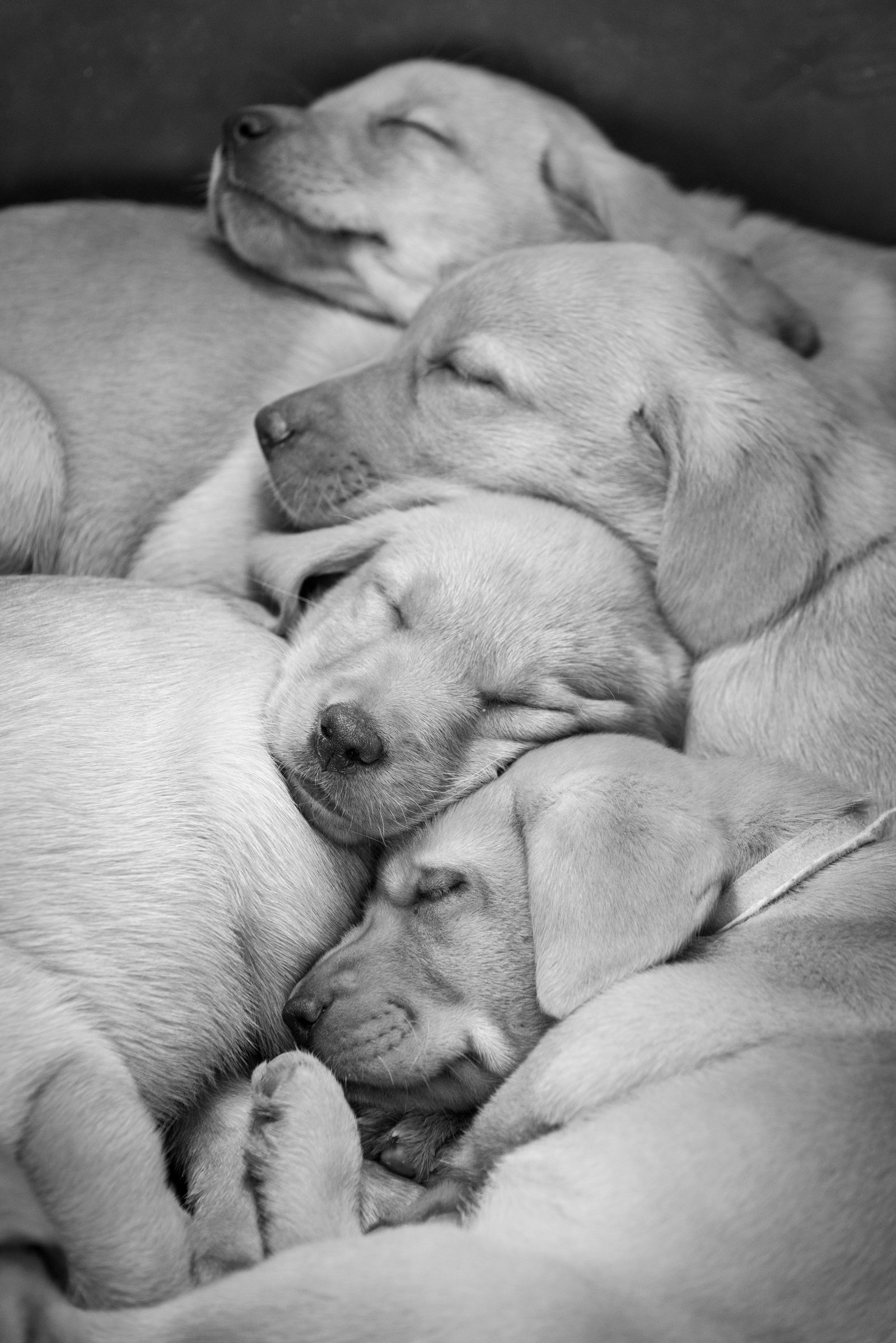 Tem filhote no“CNN Pets Extraordinários” deste sábado - imagem 4