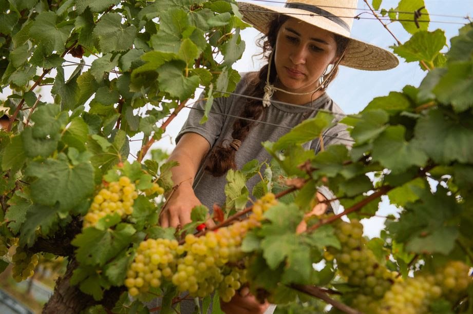 A CHANDON compartilha suas práticas de viticultura sustentável e desafios da colheita de 2022