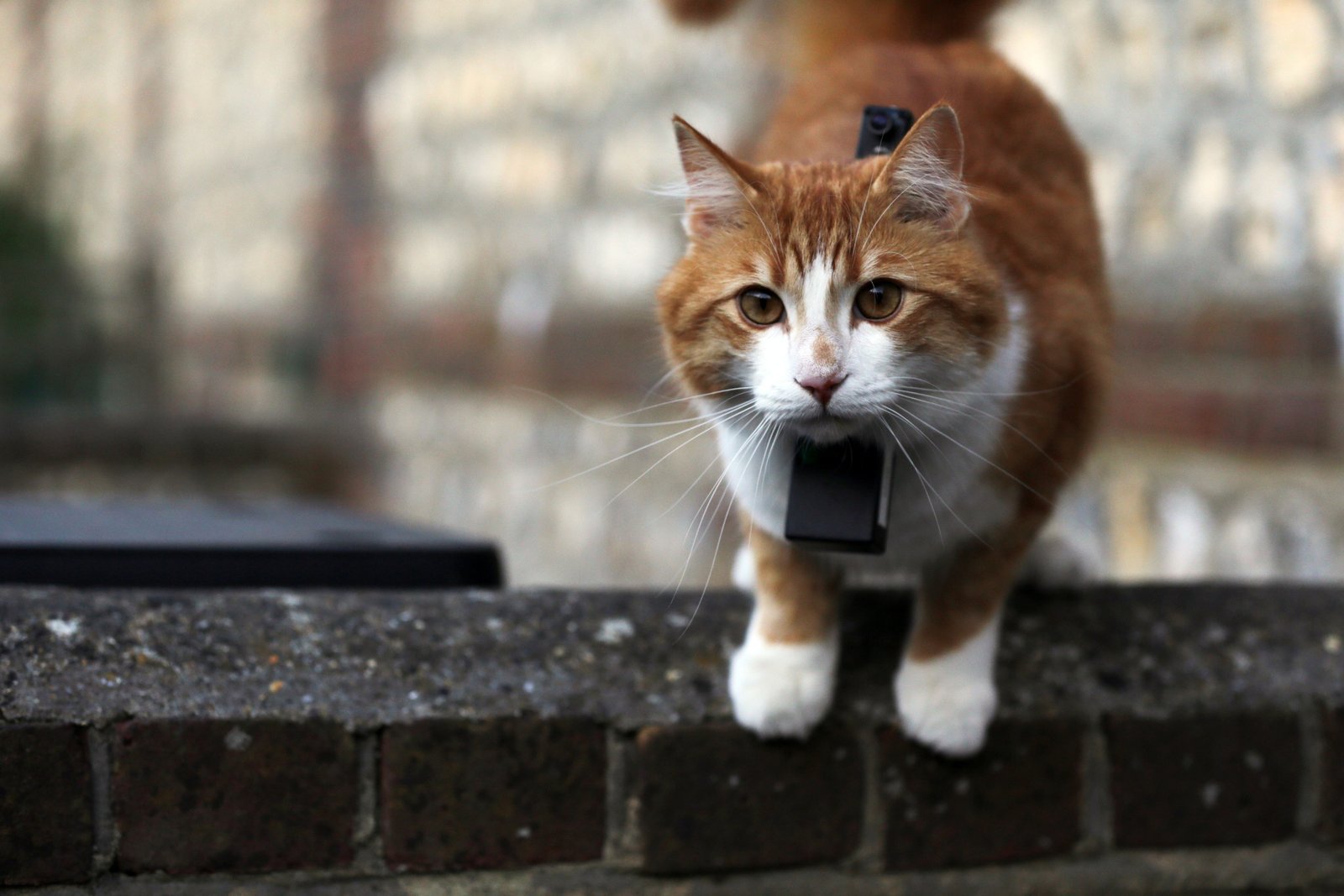 A conversa dos gatos no“CNN Pets Extraordinários” - imagem 2