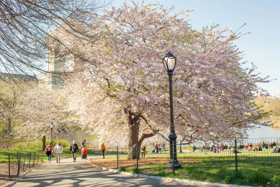 As flores (e as cores)estão de volta a Nova York - imagem 3