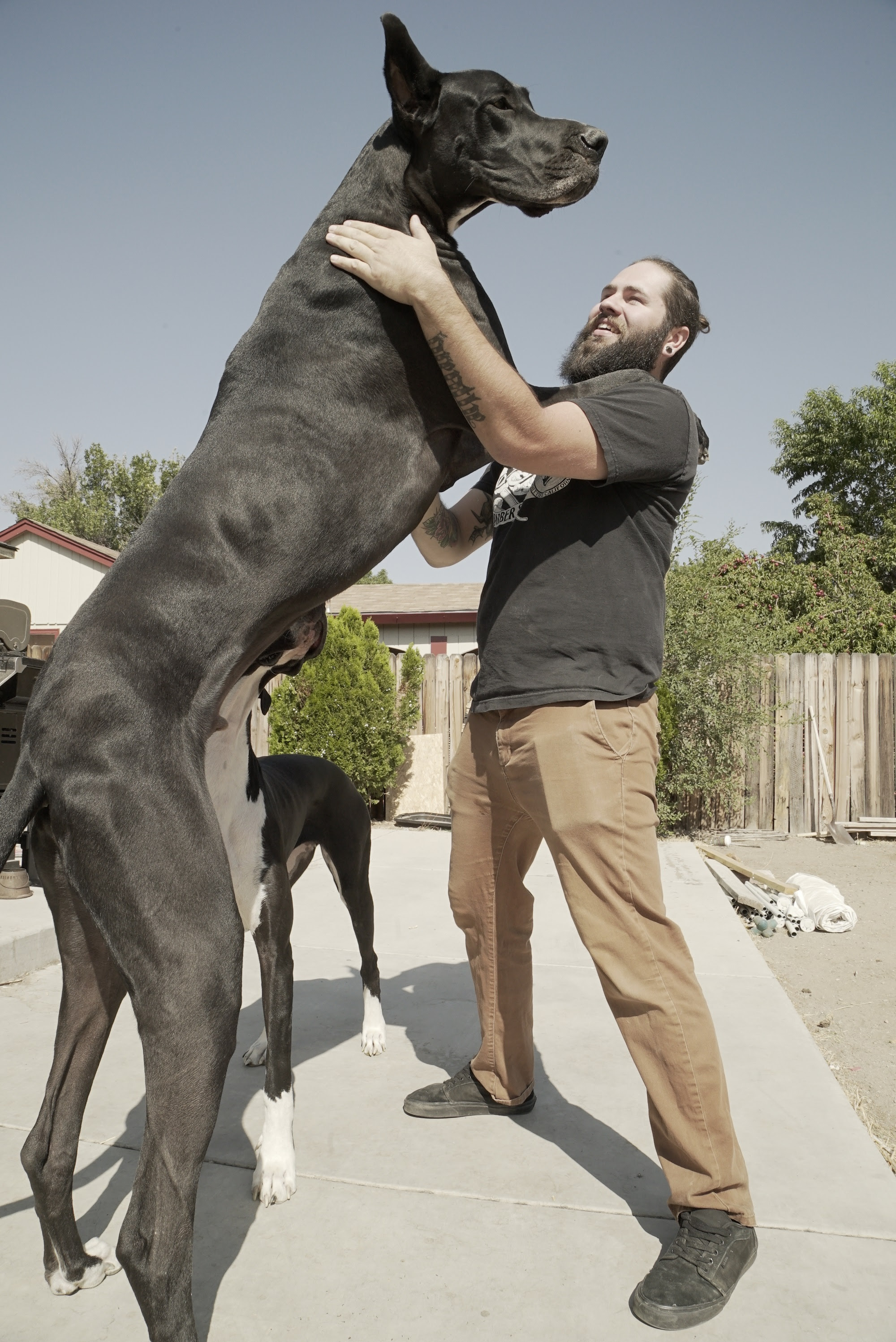 “CNN Pets Extraordinários”apresenta o maior cão do mundo - imagem 2