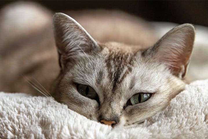 Instinto de esconder sinais de dores dificulta a descoberta de doenças em gatos; saiba como identificar - imagem 2